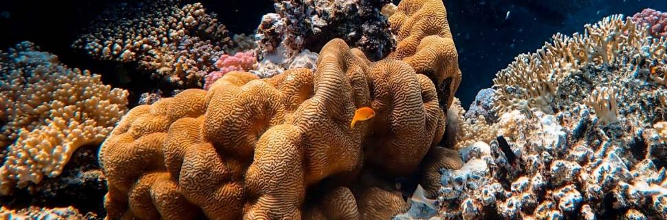 Recifes de corais do Oceano Índico podem entrar em colapso em 50 anos