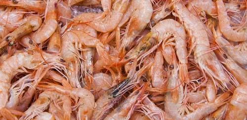 Afinal, a pesca de arrasto de camarões pode ser sustentável?