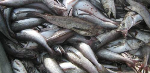 Análise da Balança Comercial de Pescado 2019 – Parte 1 