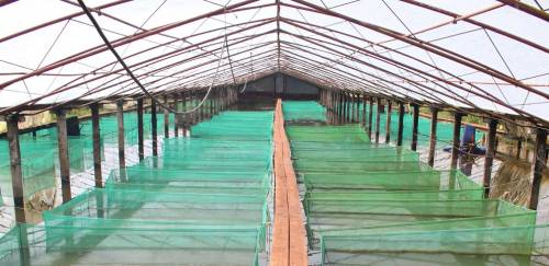 Anuário PeixeBR 2020: Crescimento de 4,9% da piscicultura nacional 