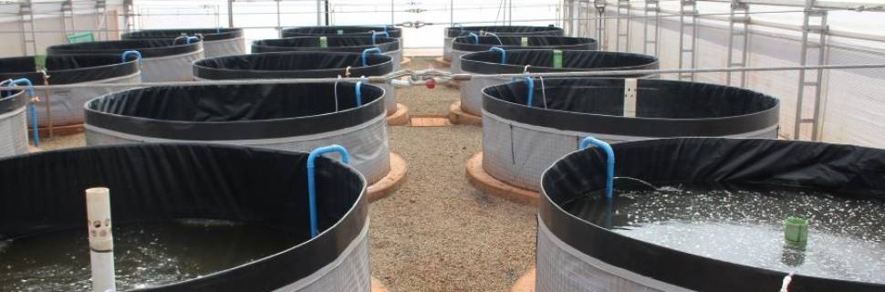 Apex-Brasil prepara planejamento estratégico na aquicultura