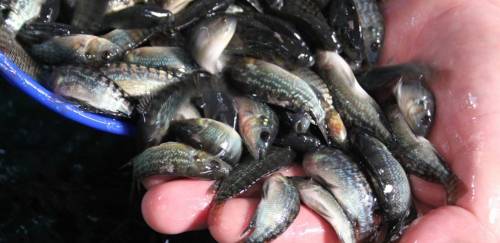 Aquicultores terão até 31 de março para enviarem RAP 2020 à SAP