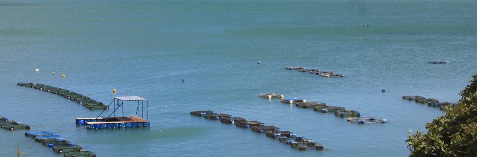 >Aquavitae vai acelerar pesquisa sobre cultivo multitrófico Aquavitae vai acelerar pesquisa sobre cultivo multitrófico