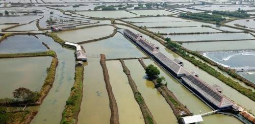 Aquicultura multitrófica pode reduzir ainda mais a pegada ambiental