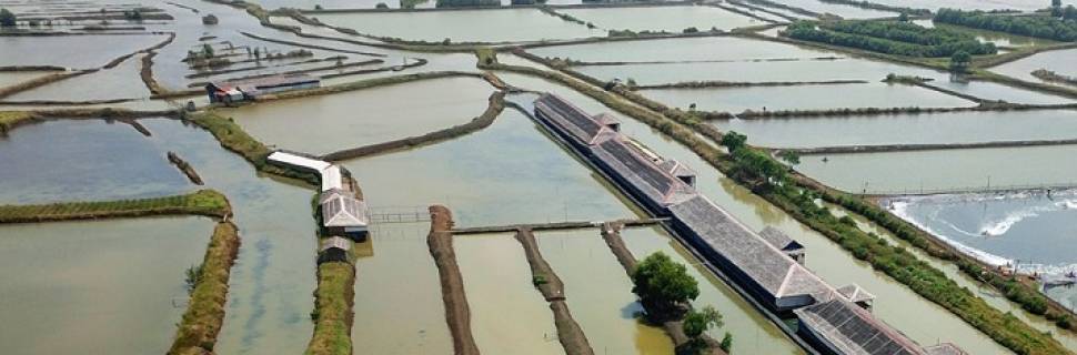 >Aquicultura multitrófica pode reduzir ainda mais a pegada ambiental Aquicultura multitrófica pode reduzir ainda mais a pegada ambiental