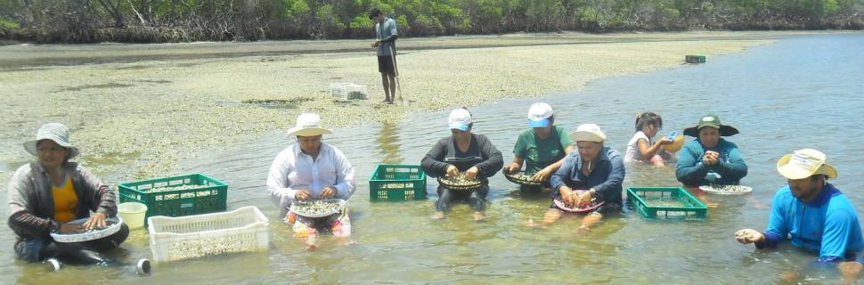 Artesanais: Cresce representação no Senado, mas grupo ainda sofre