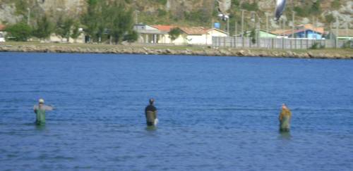 As cotas e regras para a pesca da tainha