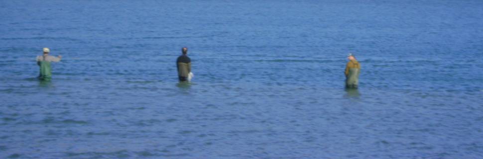 As cotas e regras para a pesca da tainha