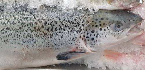 ASC suspende certificações de duas fazendas de salmão