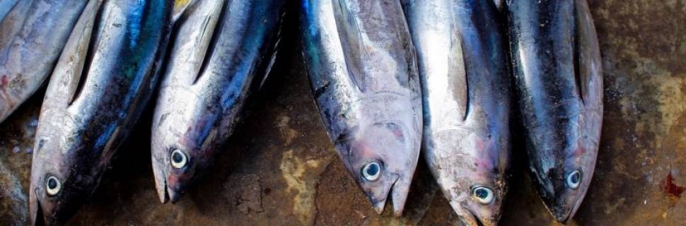 Atum no CE: Estado negocia investimento milionário com americanos