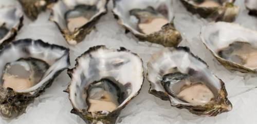 Ostras e mexilhões são ferramentas contra efeito-estufa