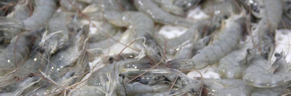 Tempos cruciais para as duas maiores nações exportadoras de camarão