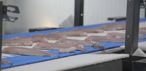 Setor de pescado pede crédito emergencial após tarifa dos EUA