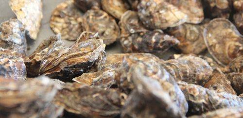 Tecnologia da Epagri e UFSC monitora resíduos na maricultura de SC