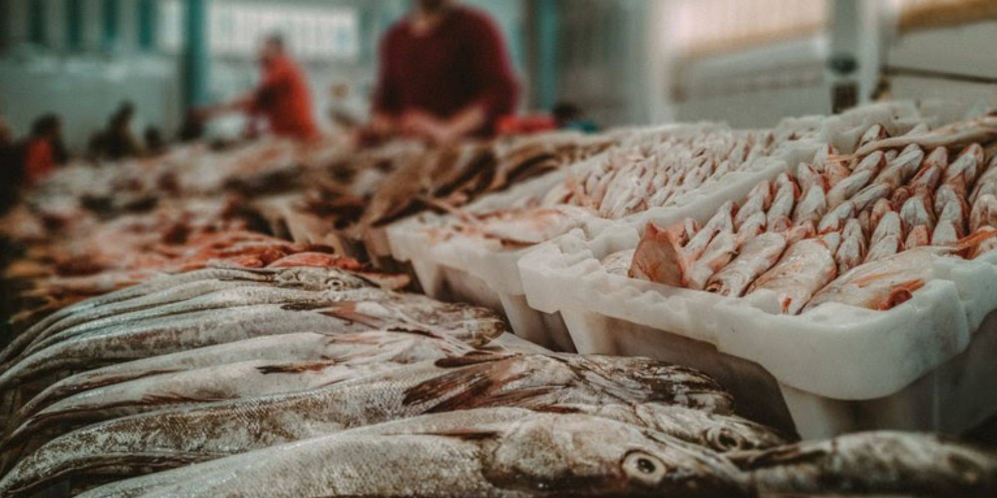 Iniciativas recentes visam fortalecer exportações de pescado do Brasil