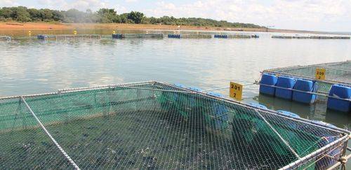 Recorde atrás de recorde: os números da piscicultura BR em 2024 Recorde atrás de recorde: os números da piscicultura BR em 2024