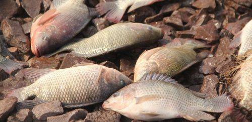 PPM 2024: tilápia segue líder e representa 68,9% da produção nacional