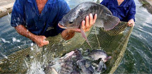 Tilápia registra novas quedas de preços em regiões produtoras