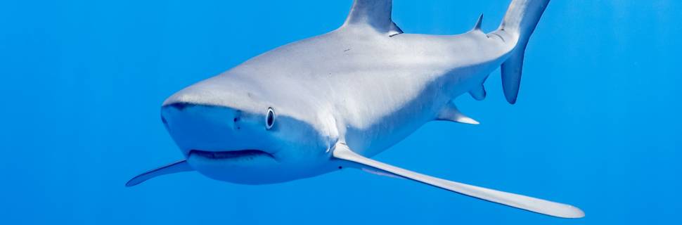 >Setor questiona tubarão azul em lista de ameaçados da CITES CoP19 Setor questiona tubarão azul em lista de ameaçados da CITES CoP19