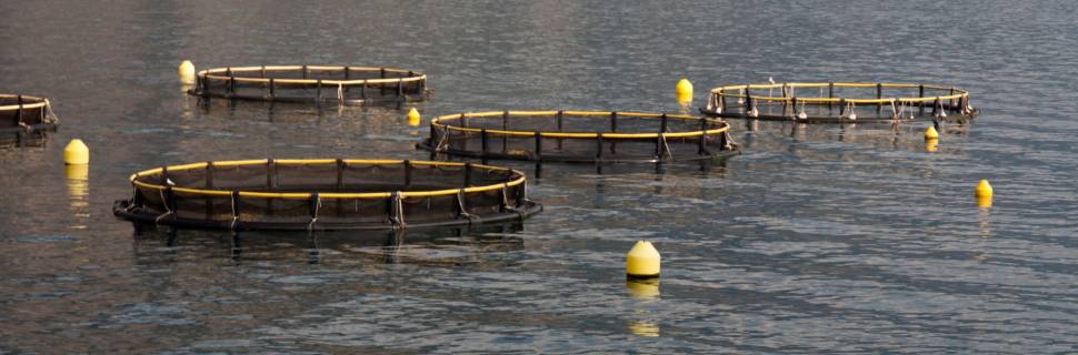 >Aquicultura e pesca em números de 2021 Aquicultura e pesca em números de 2021