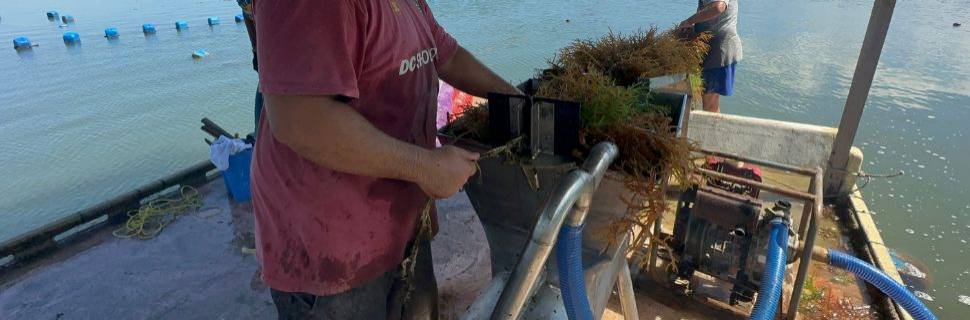 Algicultura desponta como profissão do futuro 