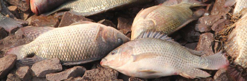 PPM 2024: tilápia segue líder e representa 68,9% da produção nacional