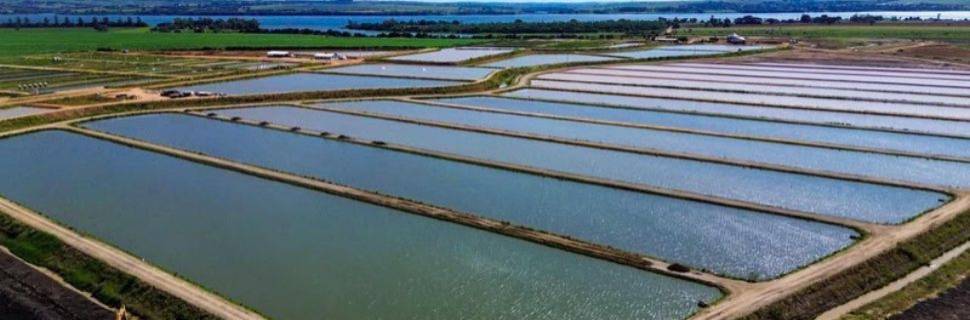 GTF investe R$ 120 milhões para liderar mercado de tilápias no Brasil