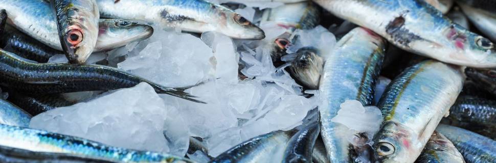 >Como o MPA visa obter dados na aquicultura e pesca em 2024 Como o MPA visa obter dados na aquicultura e pesca em 2024