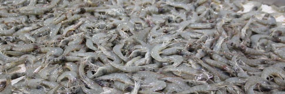 Carcinicultura brasileira busca retornar ao mercado internacional