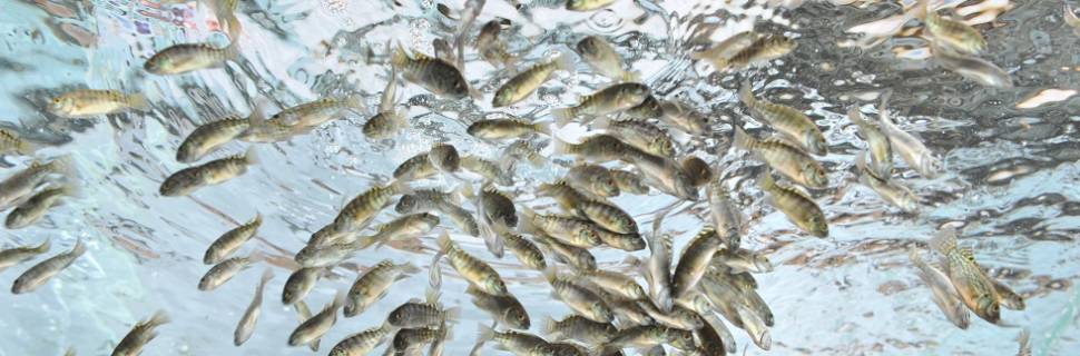 Grupo que controla Aquabel adquire AquaAmérica e AquaPorto