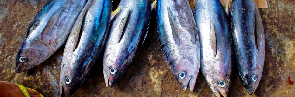 SAP realizará Fórum de Internacionalização do Pescado Brasileiro