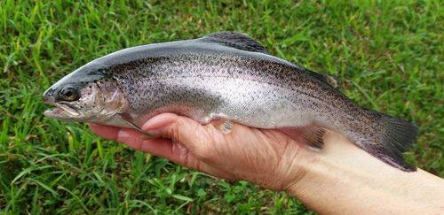 Pangasius, trutas e carpas: produção recua 1,75% em 2025