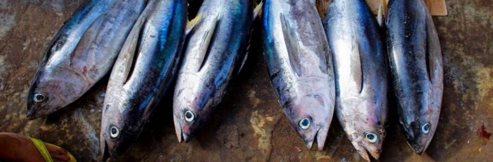 Cadeia do atum no Brasil: do déficit comercial histórico ao superávit