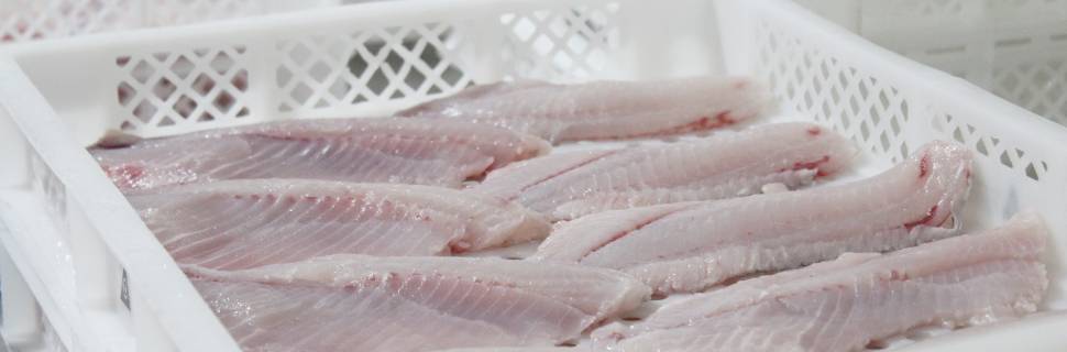 Tarifaço: pescado segue pressionado; BNDES abre protocolo para crédito