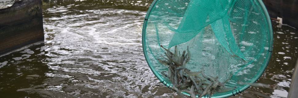 Em busca do ganho de competitividade de produtos aquícolas brasileiros