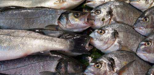 Valores do pescado têm alta em setembro após sequência de deflação