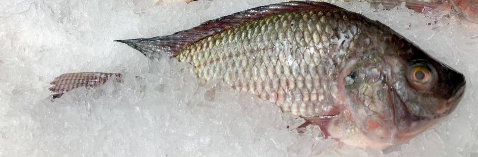 Paraná e Santa Catarina reforçam barreiras contra a tilápia do Vietnã