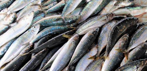 Veja qual é o consumo per capita de pescado no Brasil Veja qual é o consumo per capita de pescado no Brasil