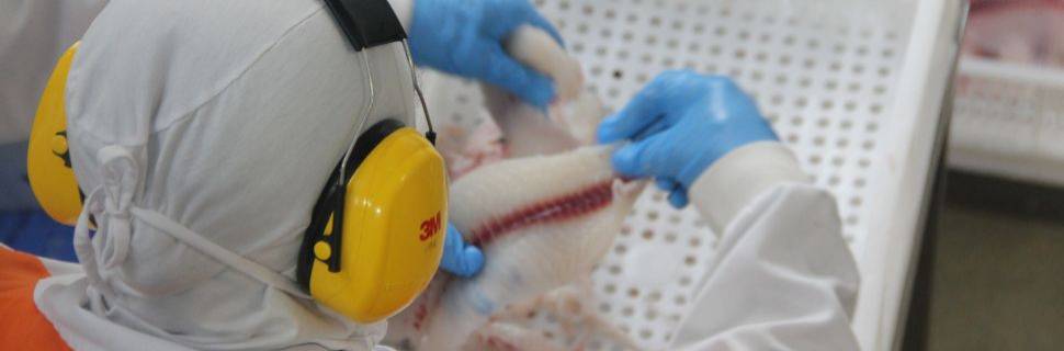 Novas regras para bexiga natatória elevam padrões e ações conjuntas 