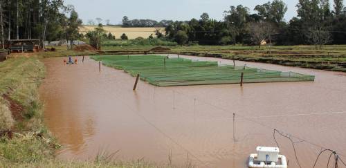 Aquicultura capta mais de R$ 550 milhões em 2020