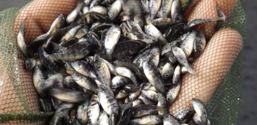 Fim do streptococcus? Benchmark acha marcador genético de bactéria Fim do streptococcus? Benchmark acha marcador genético de bactéria