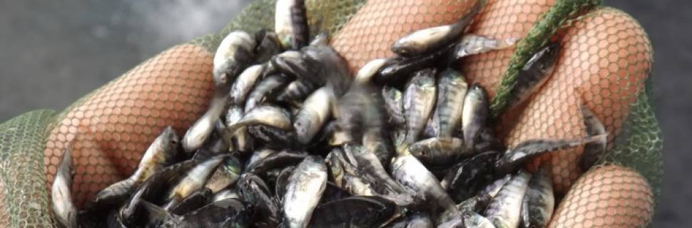 >Fim do streptococcus? Benchmark acha marcador genético de bactéria Fim do streptococcus? Benchmark acha marcador genético de bactéria