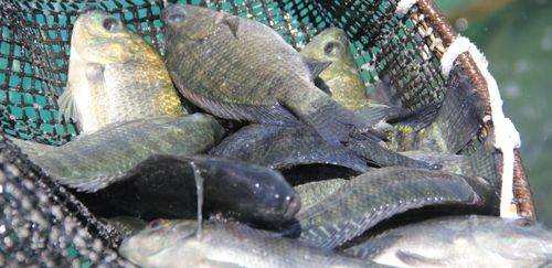 PPM 2024: Sul e Sudeste impulsionam produção de peixes em 10,3% 