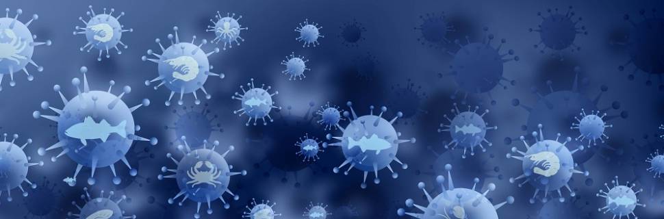 Boletim Pescado em Análise: 50 edições