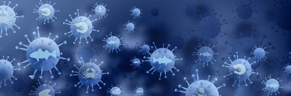 Boletim Pescado em Análise: Desafios do pós 28/05