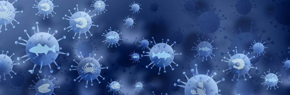 Boletim Pescado em Análise: Verdade acompanhante 26/05