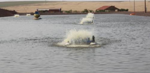 Anuário PeixeBR: Com Paraná em alta, Sul lidera piscicultura nacional Anuário PeixeBR: Com Paraná em alta, Sul lidera piscicultura nacional