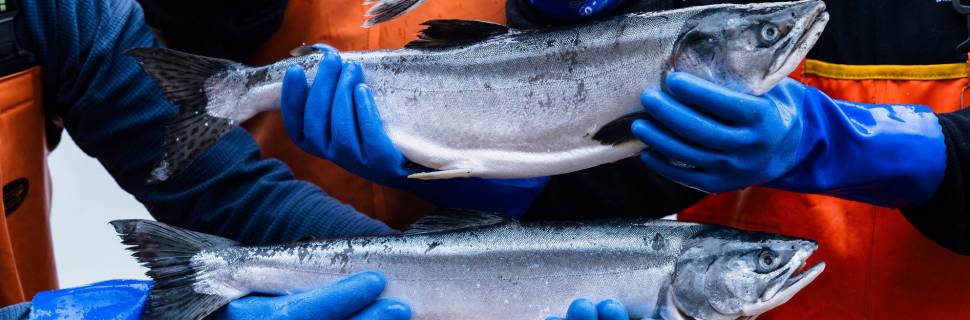 Sabor e sustentabilidade: O Salmão Selvagem do Alasca no Brasil