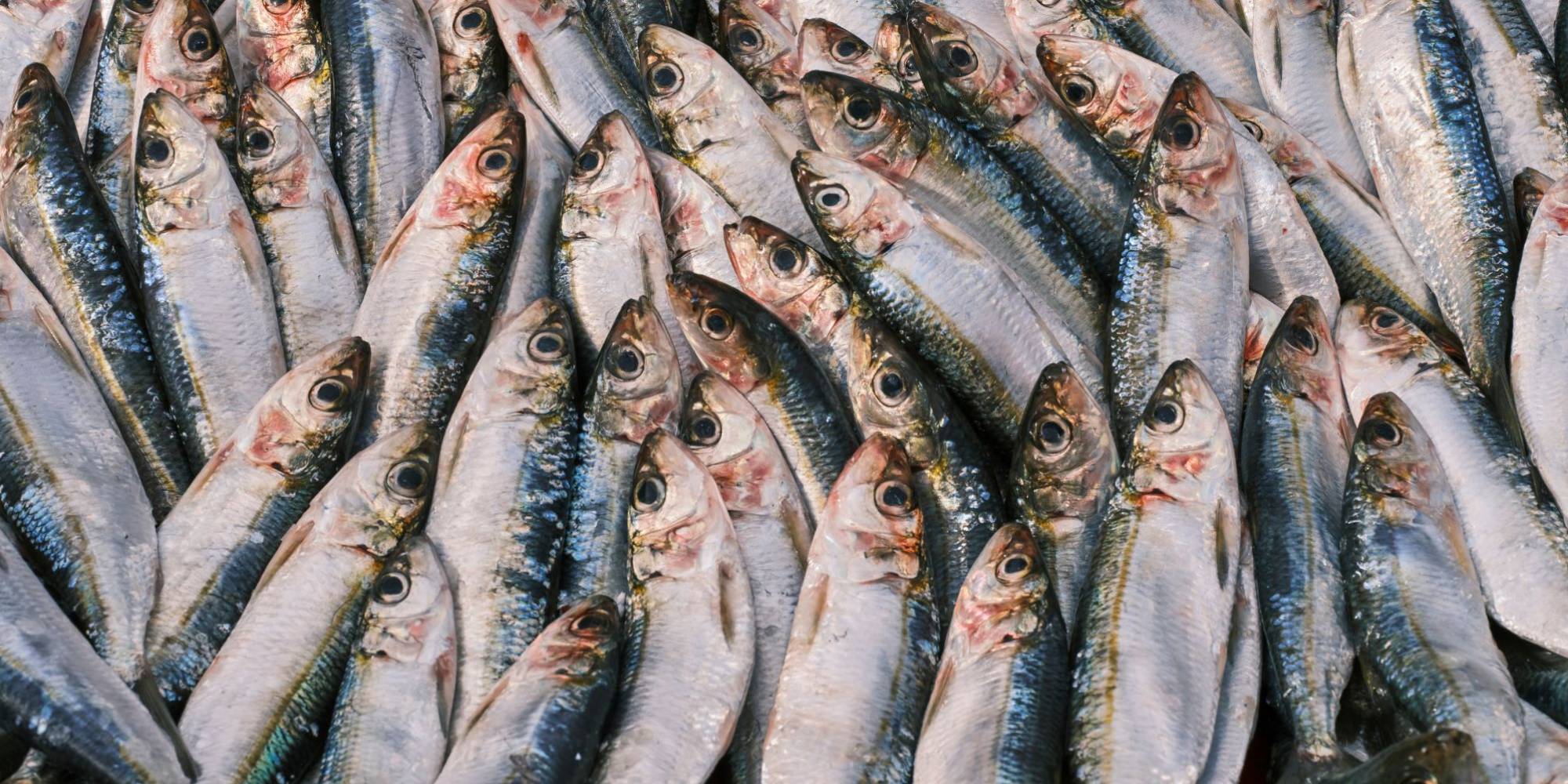 Prazo para entrega da declaração de estoque da sardinha acaba hoje (9)