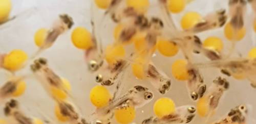 Colômbia irá importar material genético da Spring Genetics Colômbia irá importar material genético da Spring Genetics